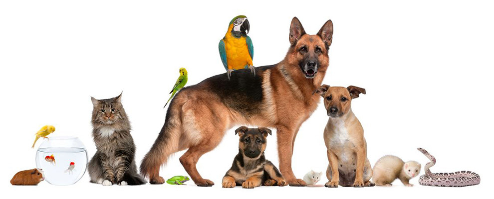 obrázek se zvířátky